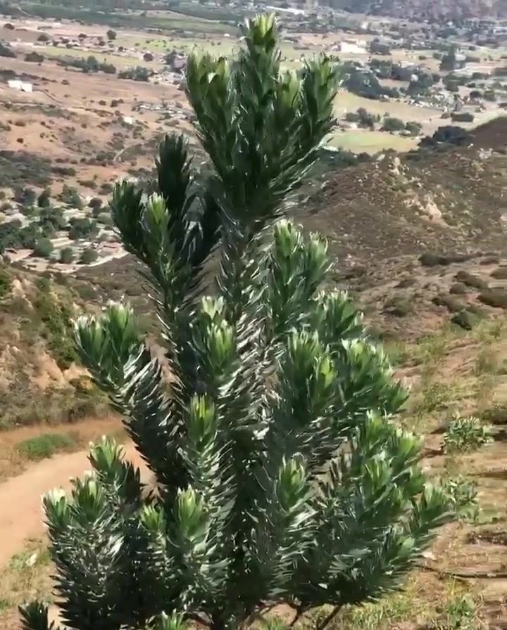 Silver Tree. Famed for its spectacular foliage, Leucadendron argenteum ...