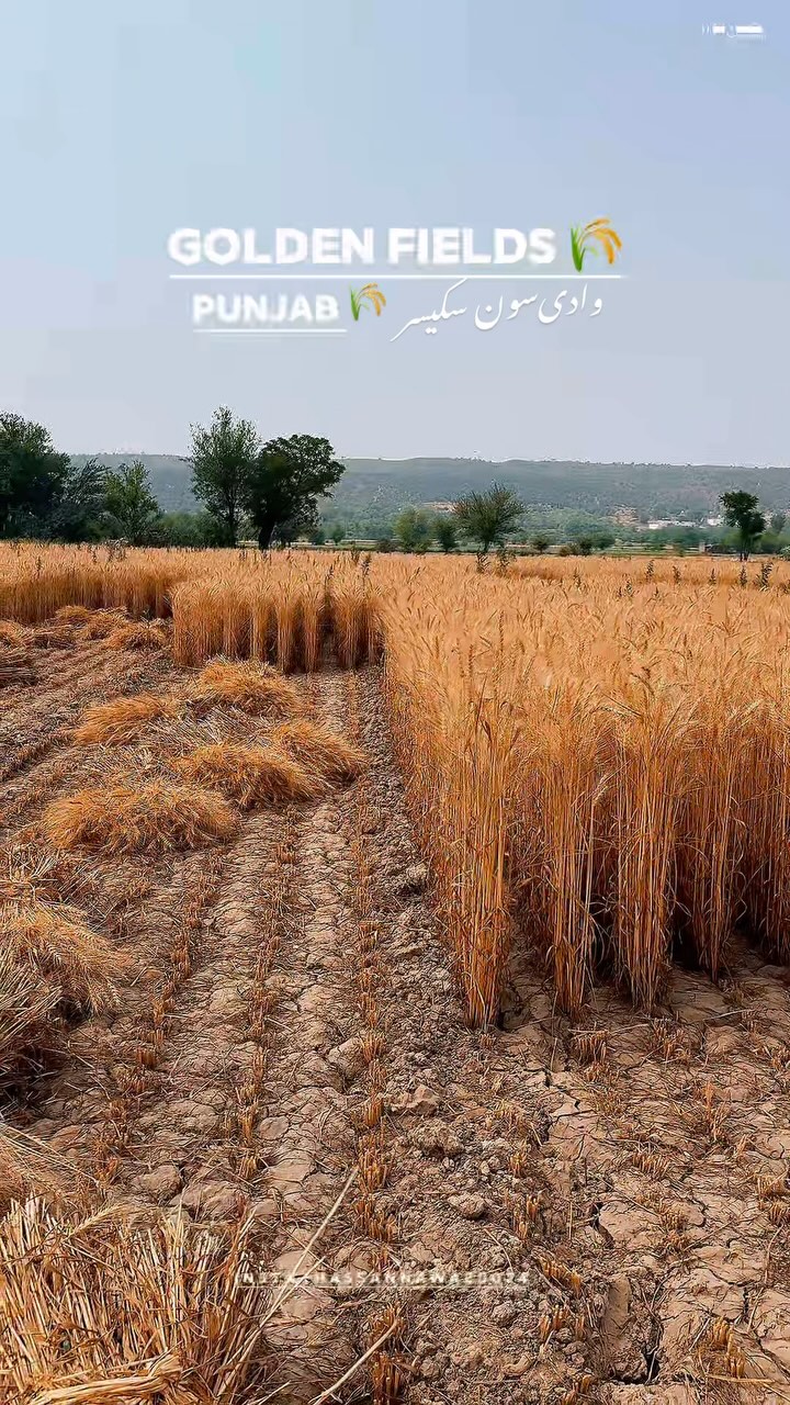وادی سون سکیسر میں اب جا کے گندم سنہری ہوئی اللّٰہ پاک خیر و برکت عطاء ...