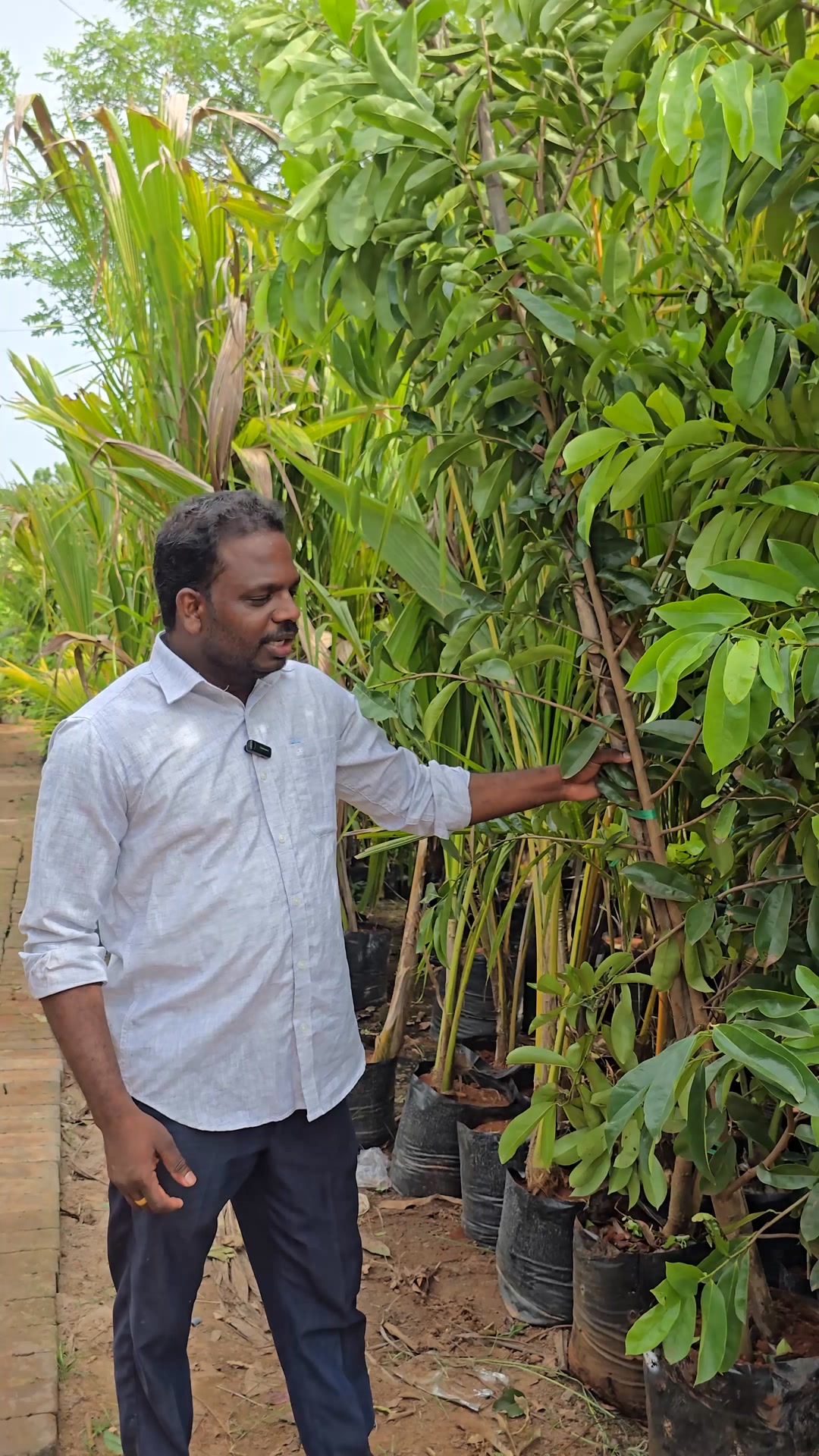 Mulseetha plants WhatsApp voice message 9940714601,9150954153 # ...