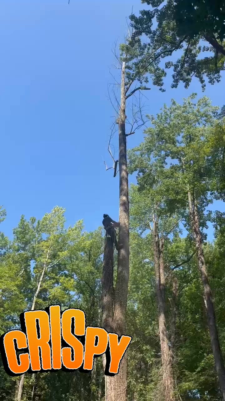 Ultimate Tree Service | Greenville NC