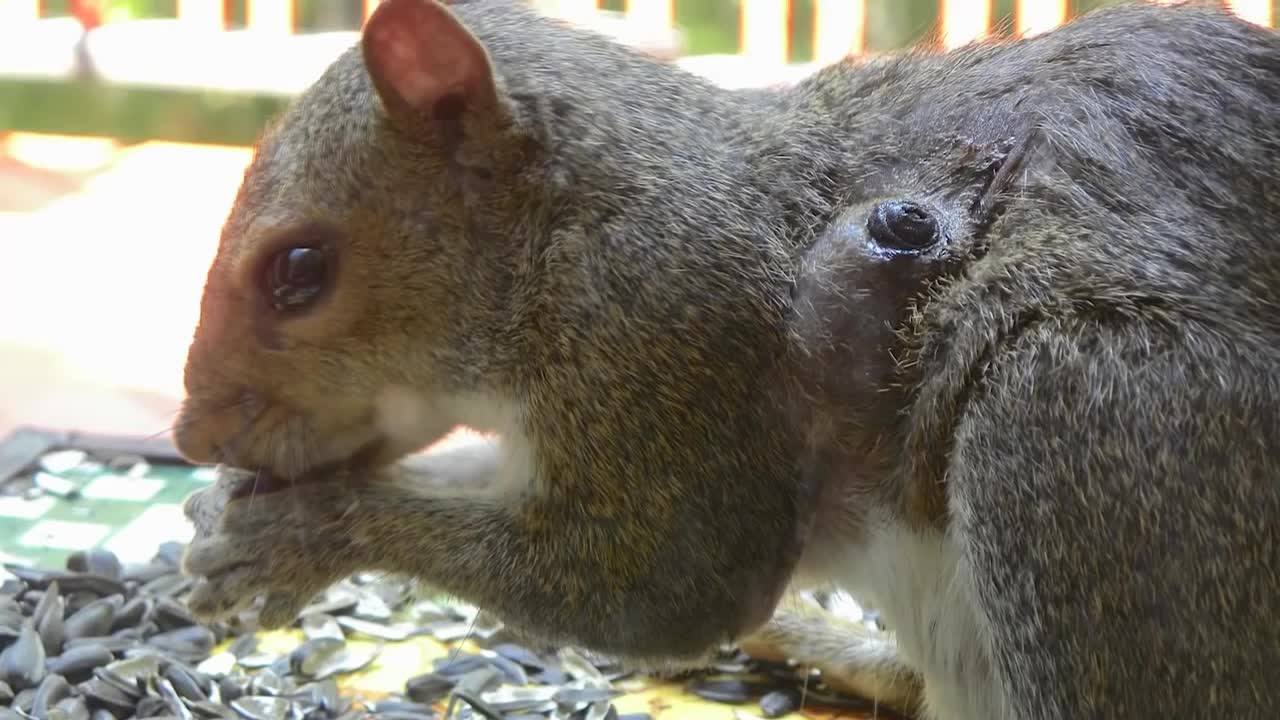 Got bumpy squirrels? It could be bot flies! | Wildlife Resources ...