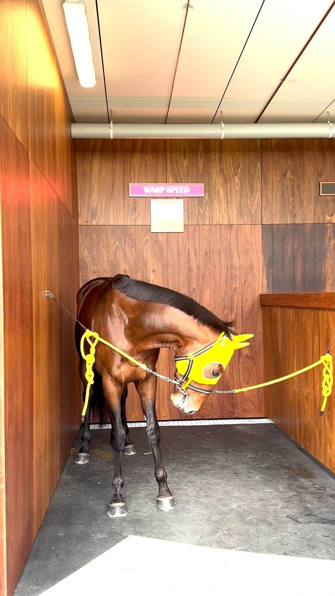 DEEP IMPACT is 17 now and still looking magnificent