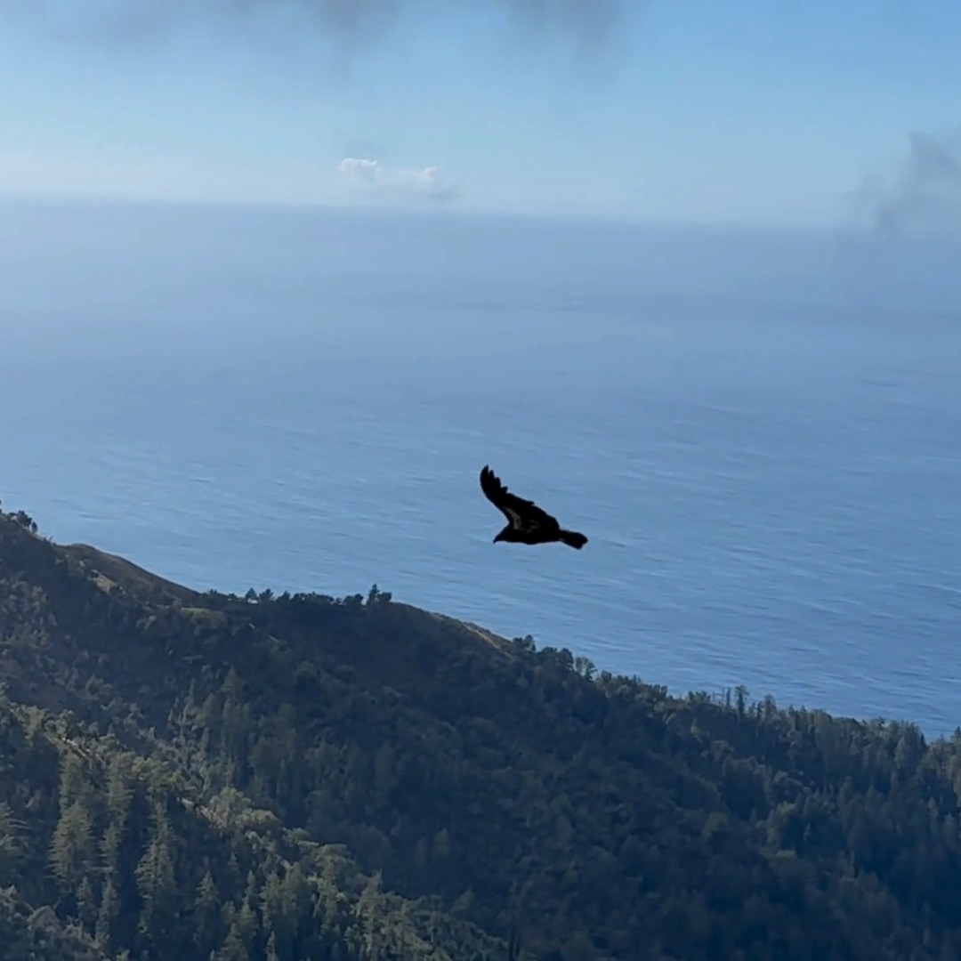 Check out this video of recently fledged Chick (1371) flying above the ...