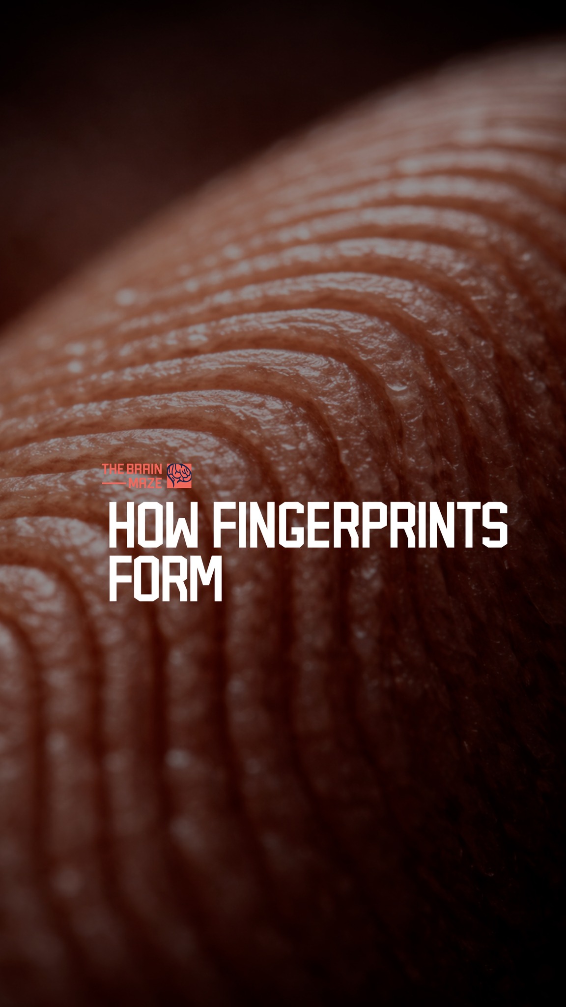 How Fingerprints Form - Fingerprints form before birth as developing ...