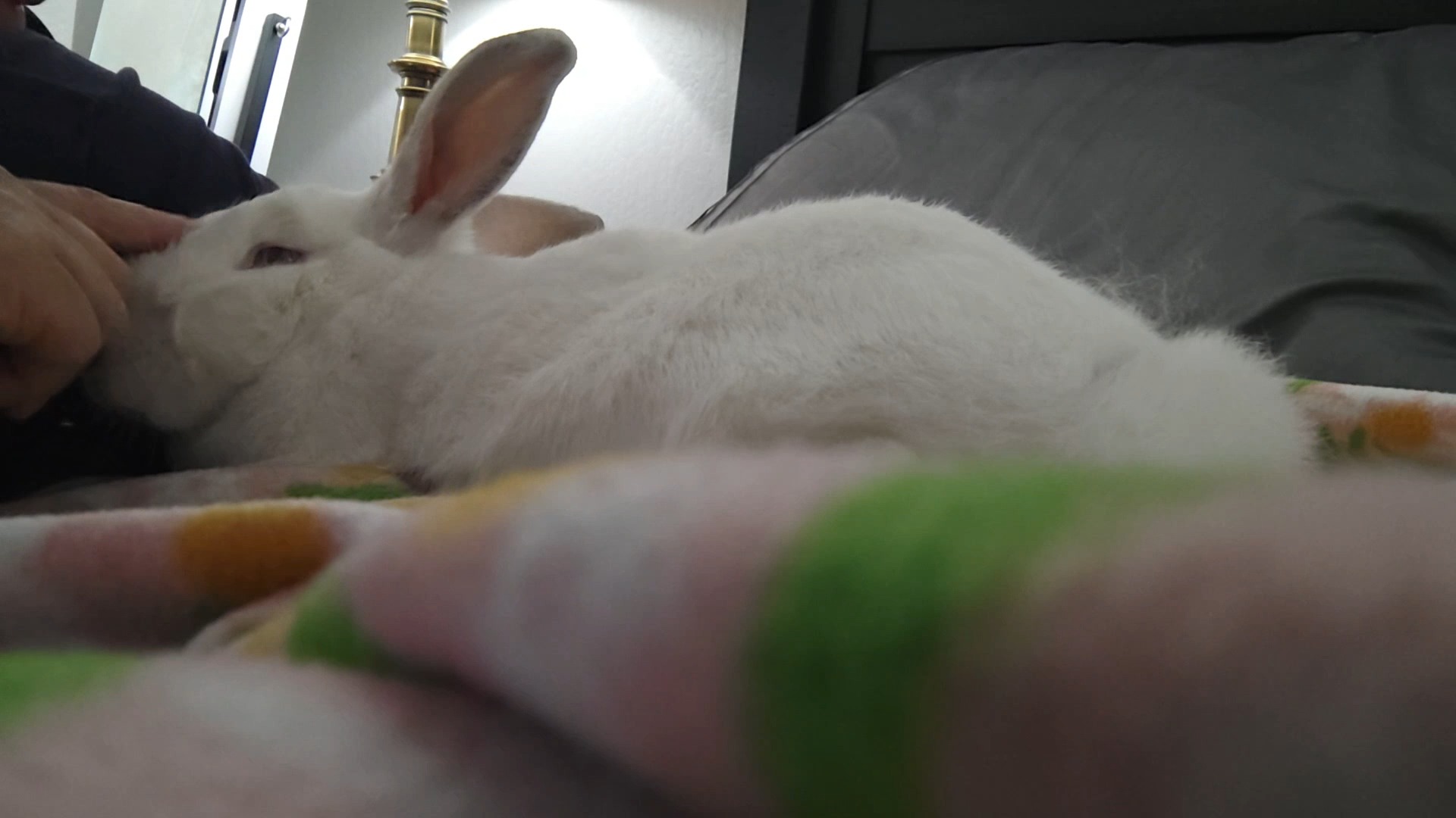 East Bay Rabbit Rescue | Livermore CA