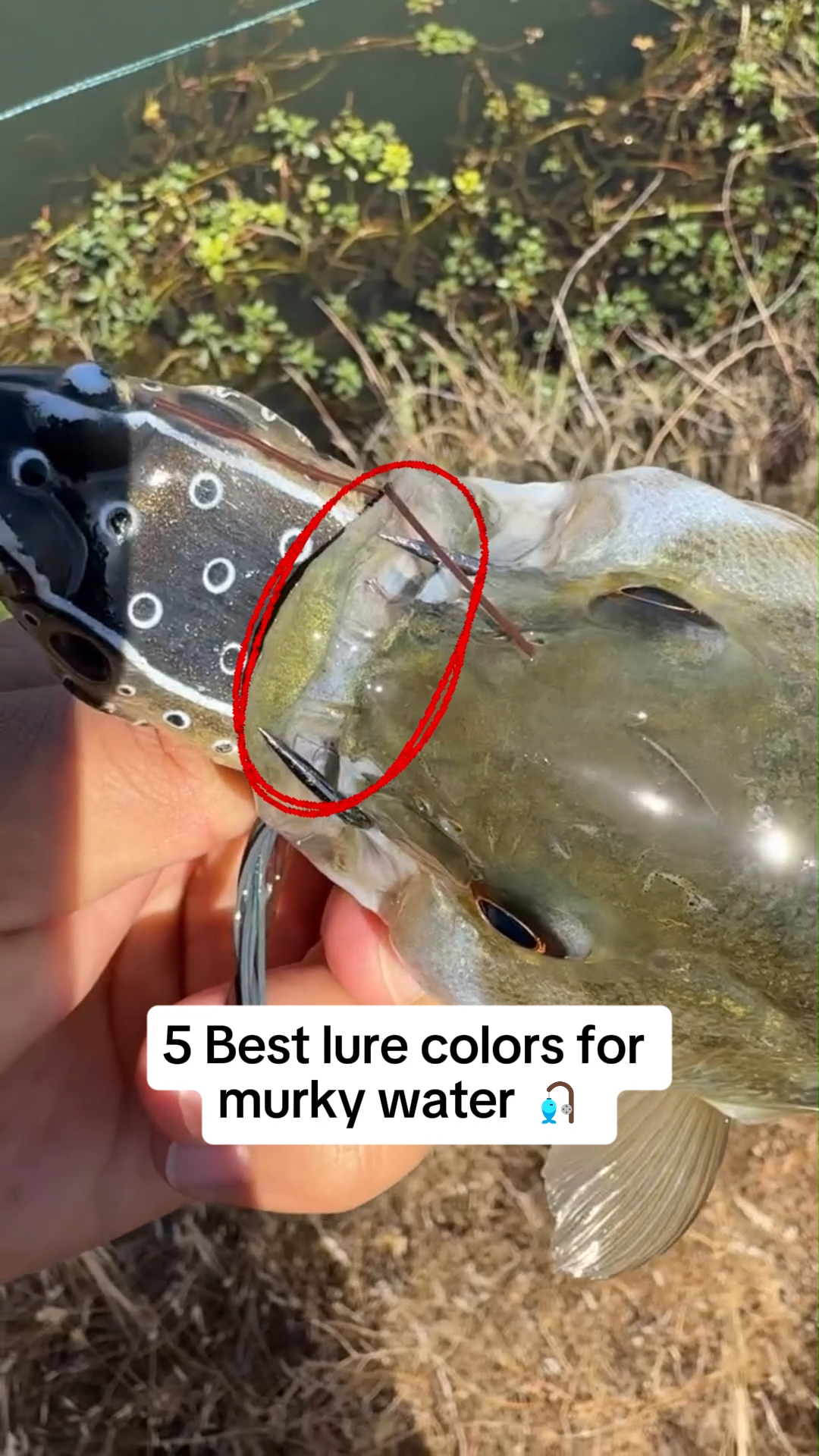 contact number penn fishing reels and rods Spinfisher VII Spinning Combo Model:XB-C-751MH Tying heart out of ensuring durability and strength tag:best-seller