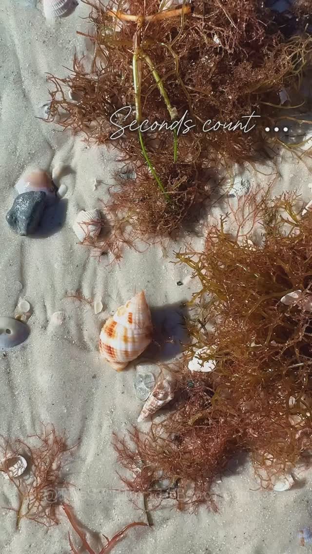 This beautiful 𝕃𝕚𝕧𝕖 𝕊𝕔𝕒𝕝𝕝𝕠𝕡 caught my eye with its vibrant orange 🍊🧡 on ...