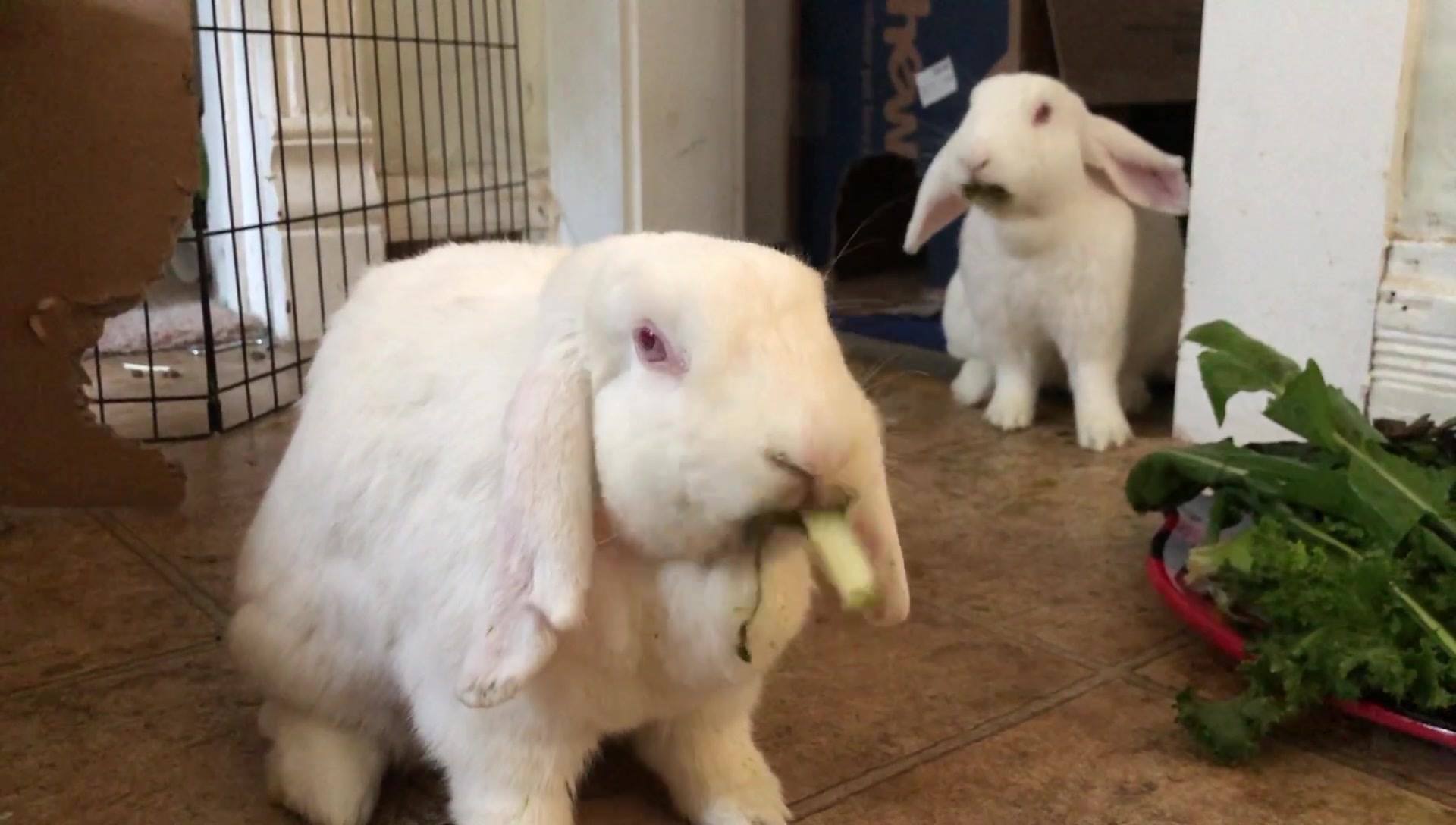 East Urbana Bunnies - Home | Facebook