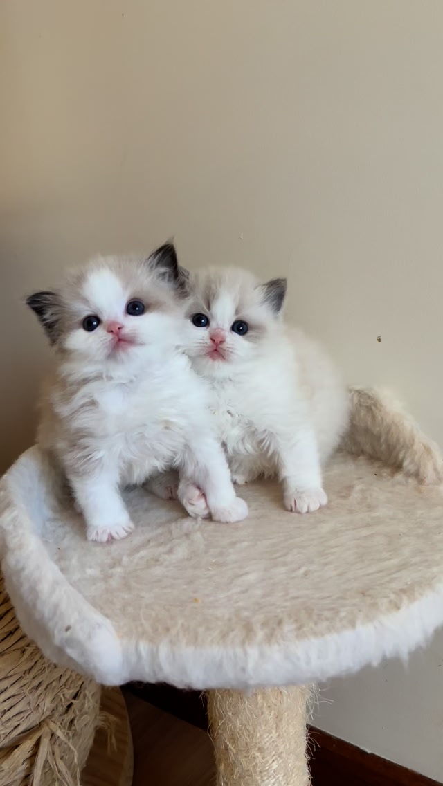Cute seal bicolour Ragdoll kitten, Mish Mish, wants to play 🤎🤍🐱 # ...