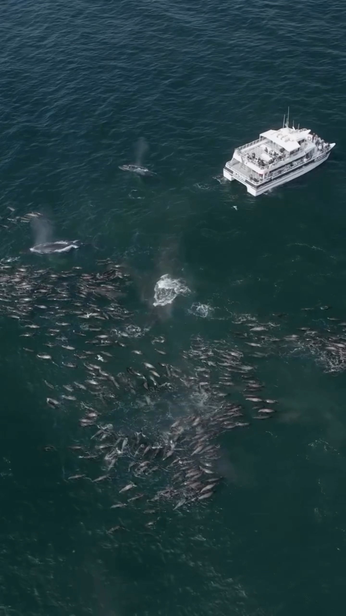 🐋 Epic whale watching? Check. If it’s on your bucket list, spend a ...