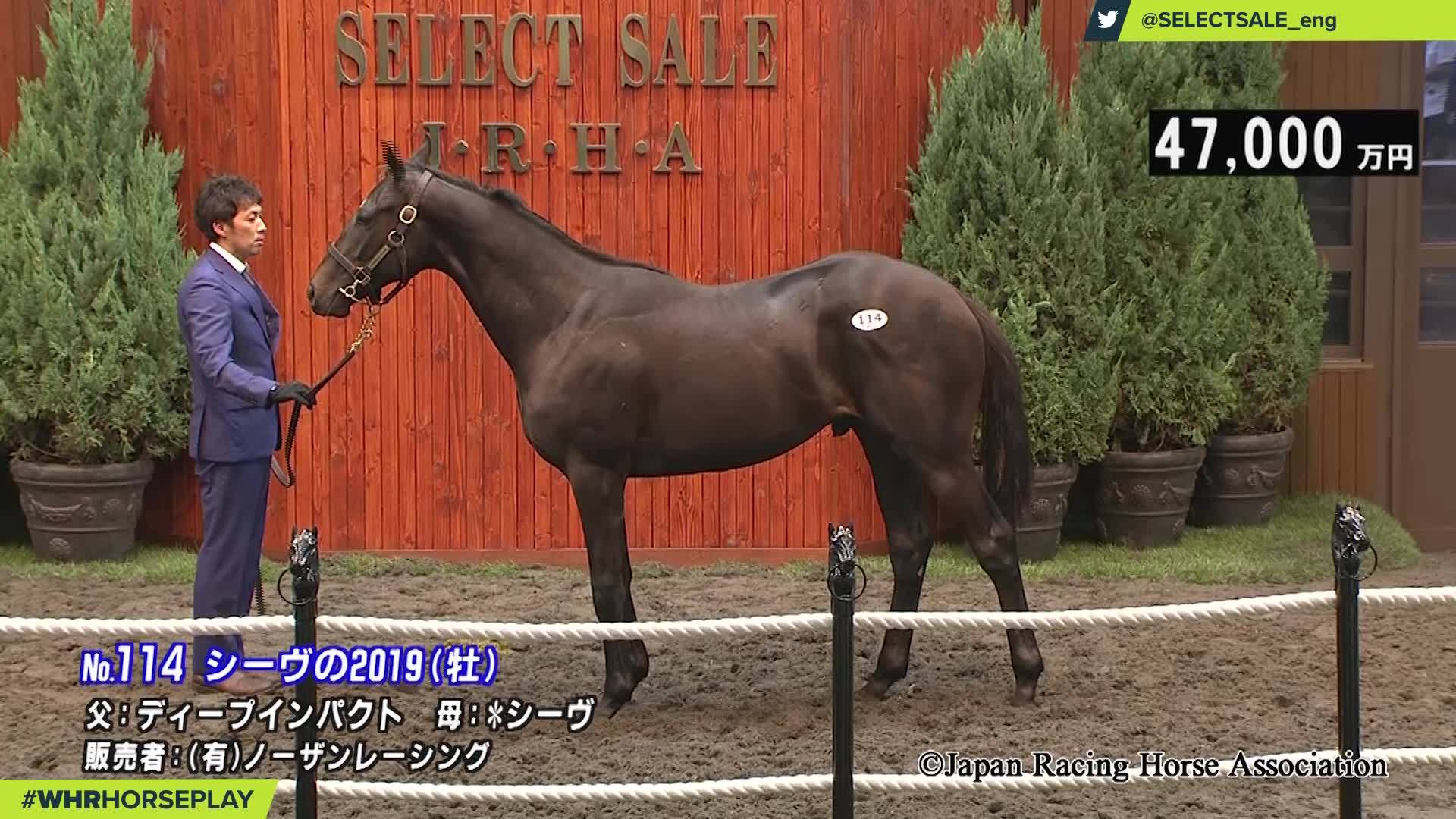 DEEP IMPACT is 17 now and still looking magnificent