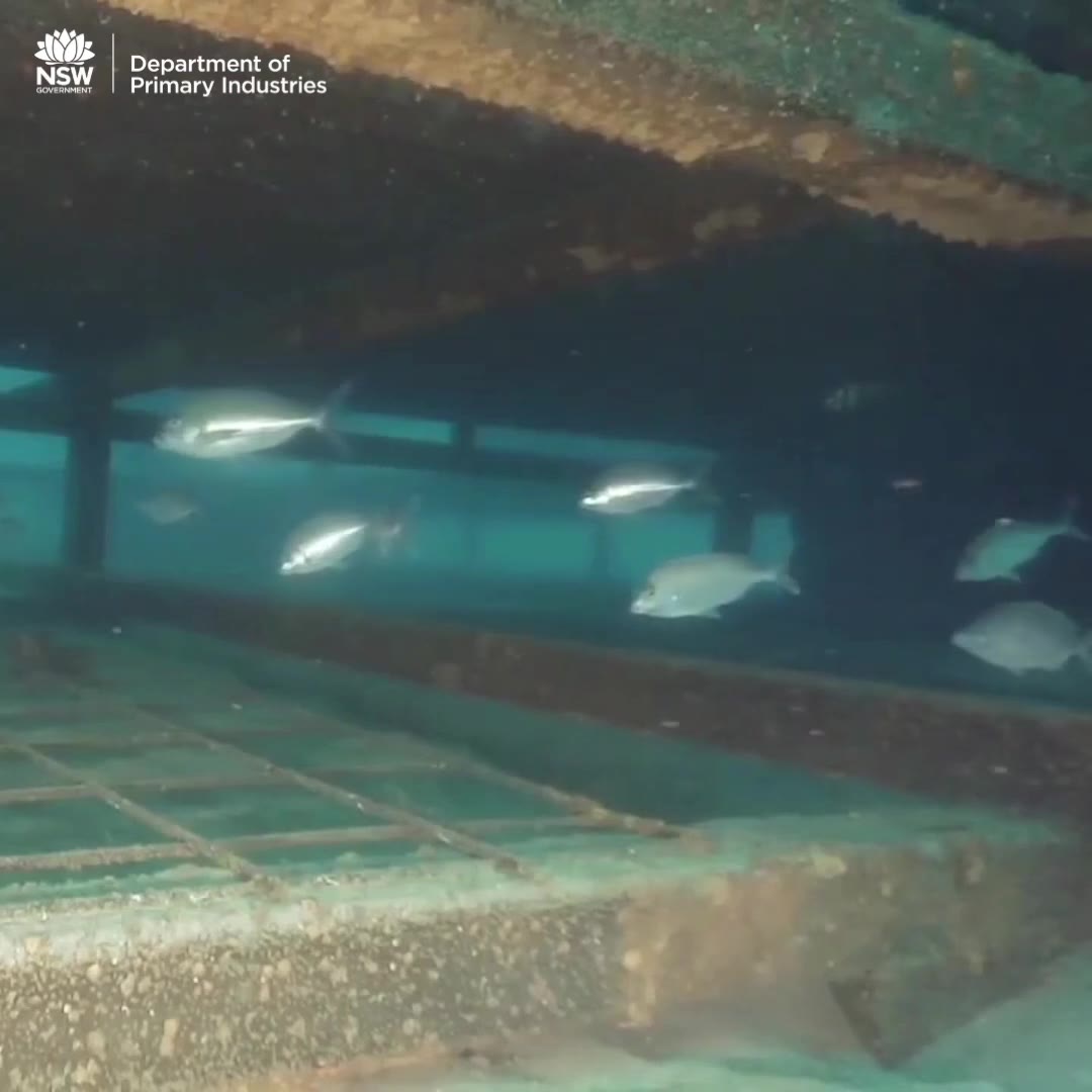 NSW Fisheries - Eurobodalla artificial reef comes to life!... | Facebook