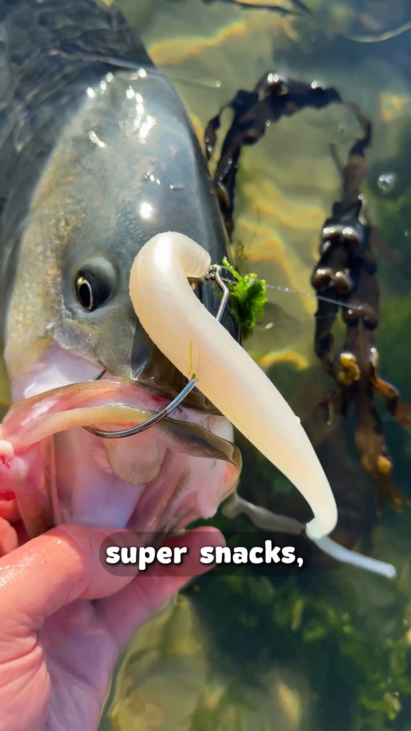 barbless fishing hooks to nylon NGT Sizes 10 12 14 16 18 Coarse Carp Plus 6 Fake Corn Baits Sports & Outdoors conventionalreels Lew's KVD Elite 7.5:1 Line Number:2.5  30LB  0.22mm