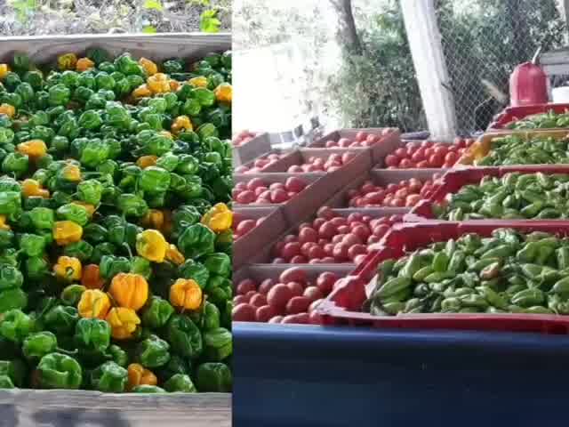 The Ajodha Farm | Port of Spain