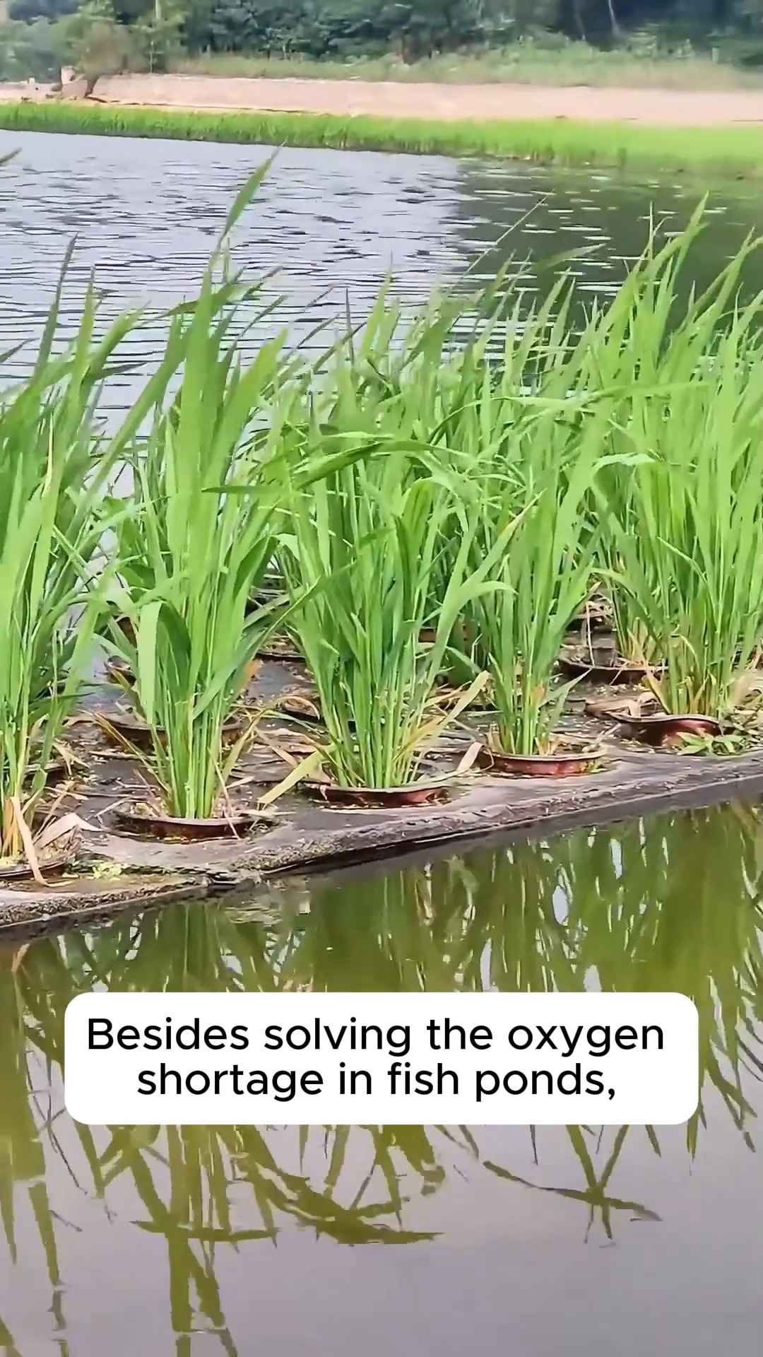 Floating rice and fish farming model #gardeninggoals # ...