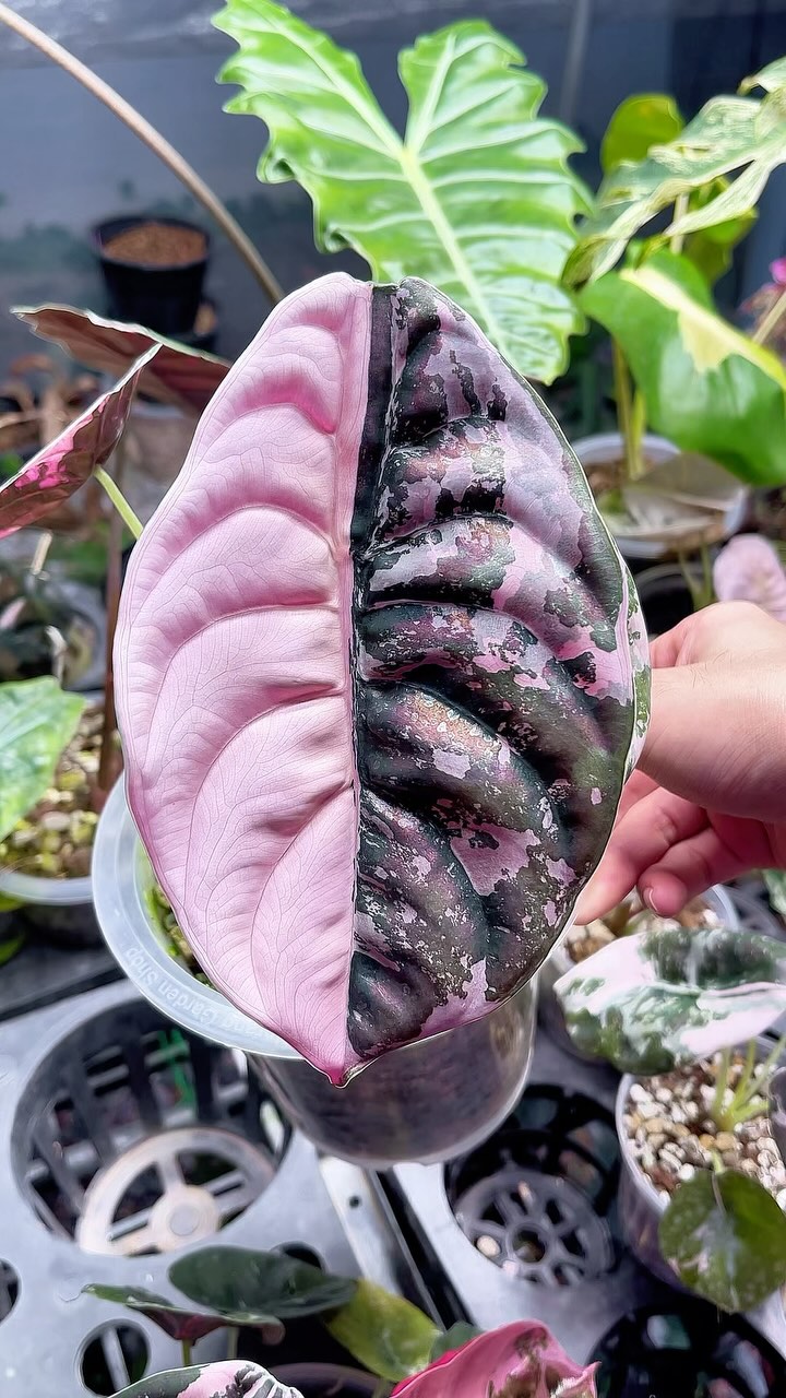 📸Alocasia cuprea pink variegated 🦄💓 #alocasiavariegata