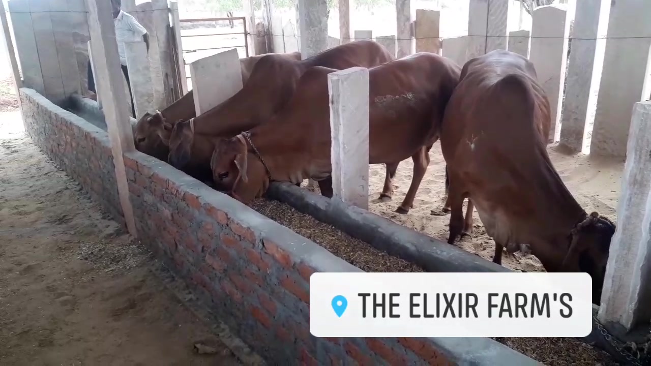 The Elixir Farm's | Balesar