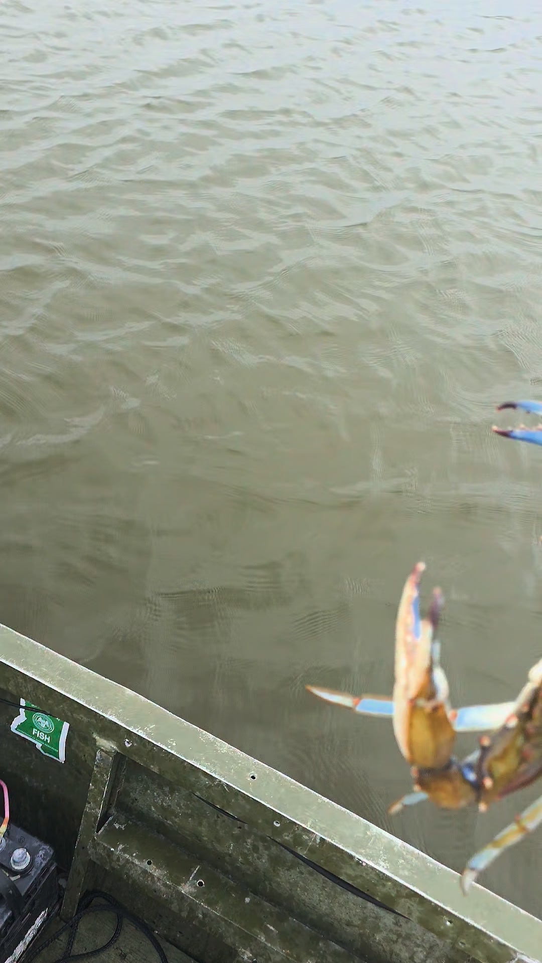 catching crabs with fishing pole Amazon.com : SIWRDTG 6-Loops Crab Trap for Pole, Crab Snare for Dungeness, Rock & Blue (2 Traps + Glove + 1.8OZ Triangular Lead Cone) (2 Pack Crab Trap kit) : Sports & Outdoors Catching Crabs! #Crabbing | Fisherman's