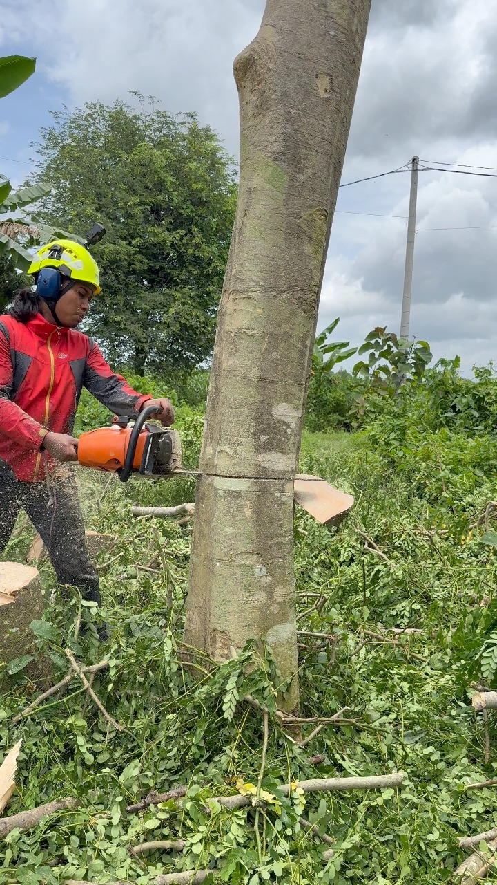 Making a traffic jam! Leaning tree felling on the side of the road ...
