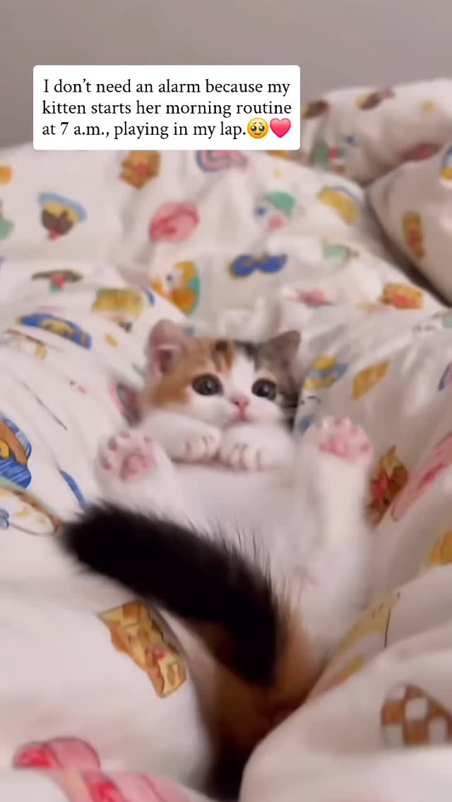 I don’t need an alarm because my cat starts her morning routine at 7 a ...