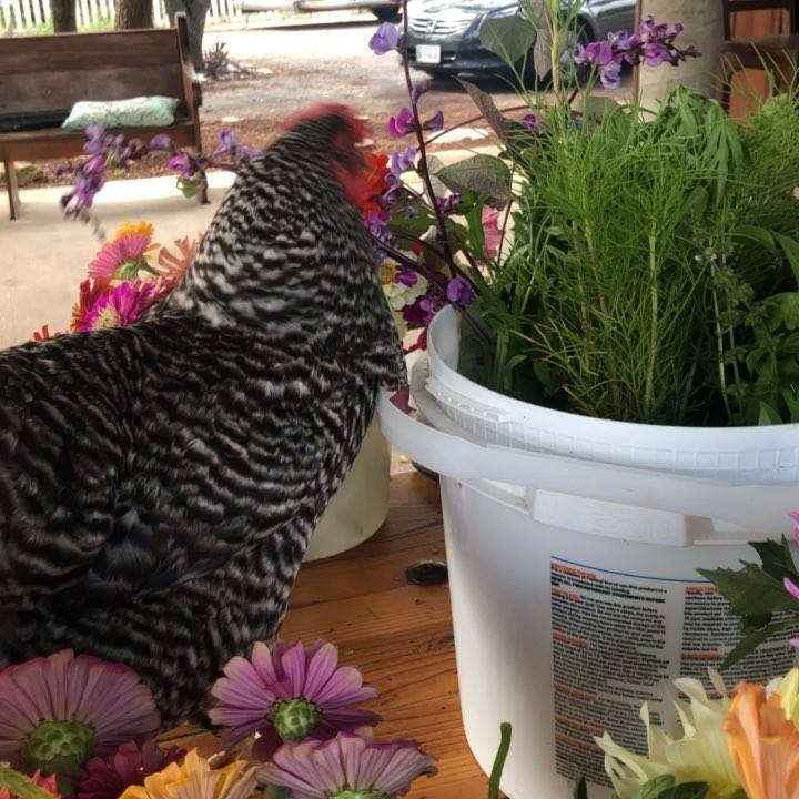 Corona Violeta Ranch - Home