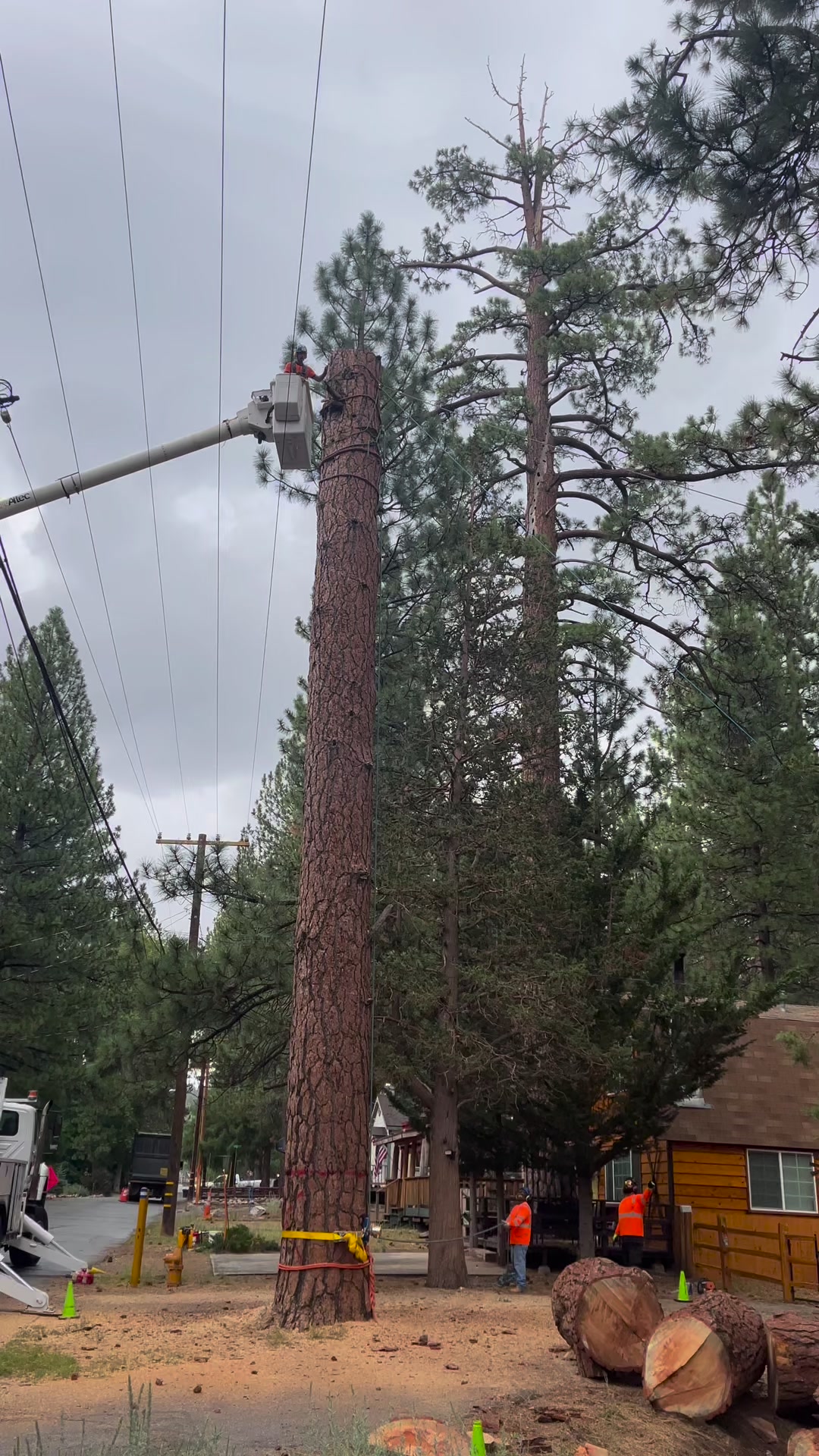 Alpine Tree Service
