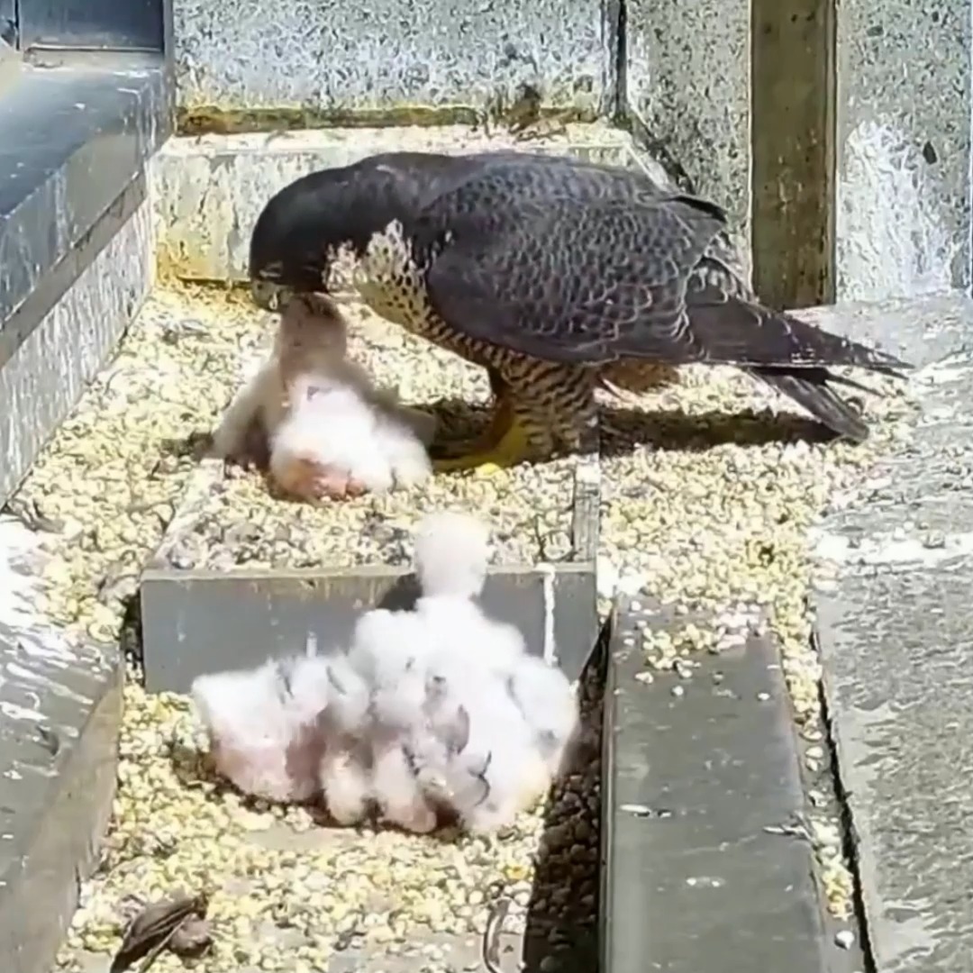 P490 | Review birds in their nest and mother bird feeding her chicks ...