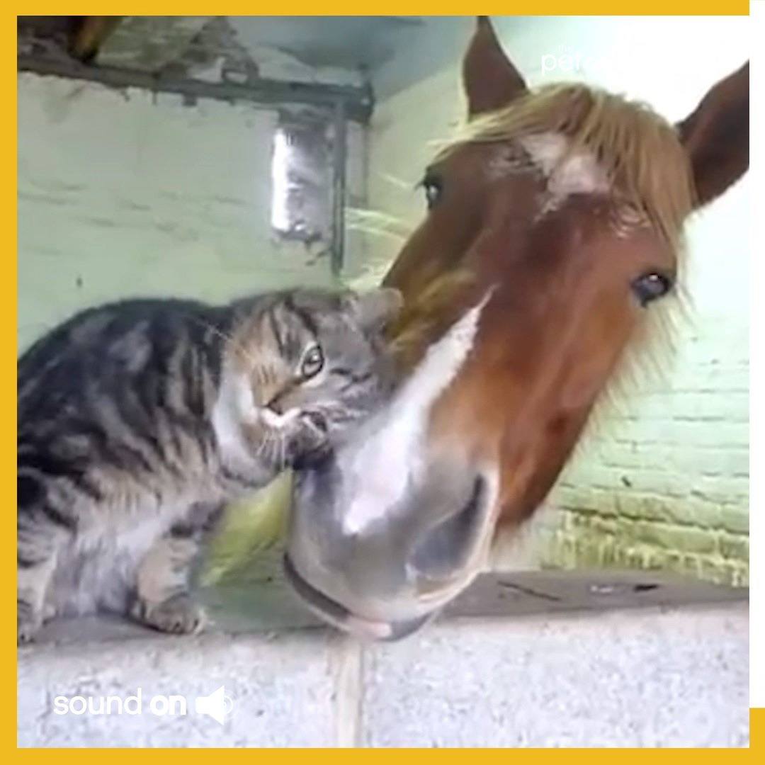 This cat and horse formed an unlikely friendship. | Try Not to Laugh