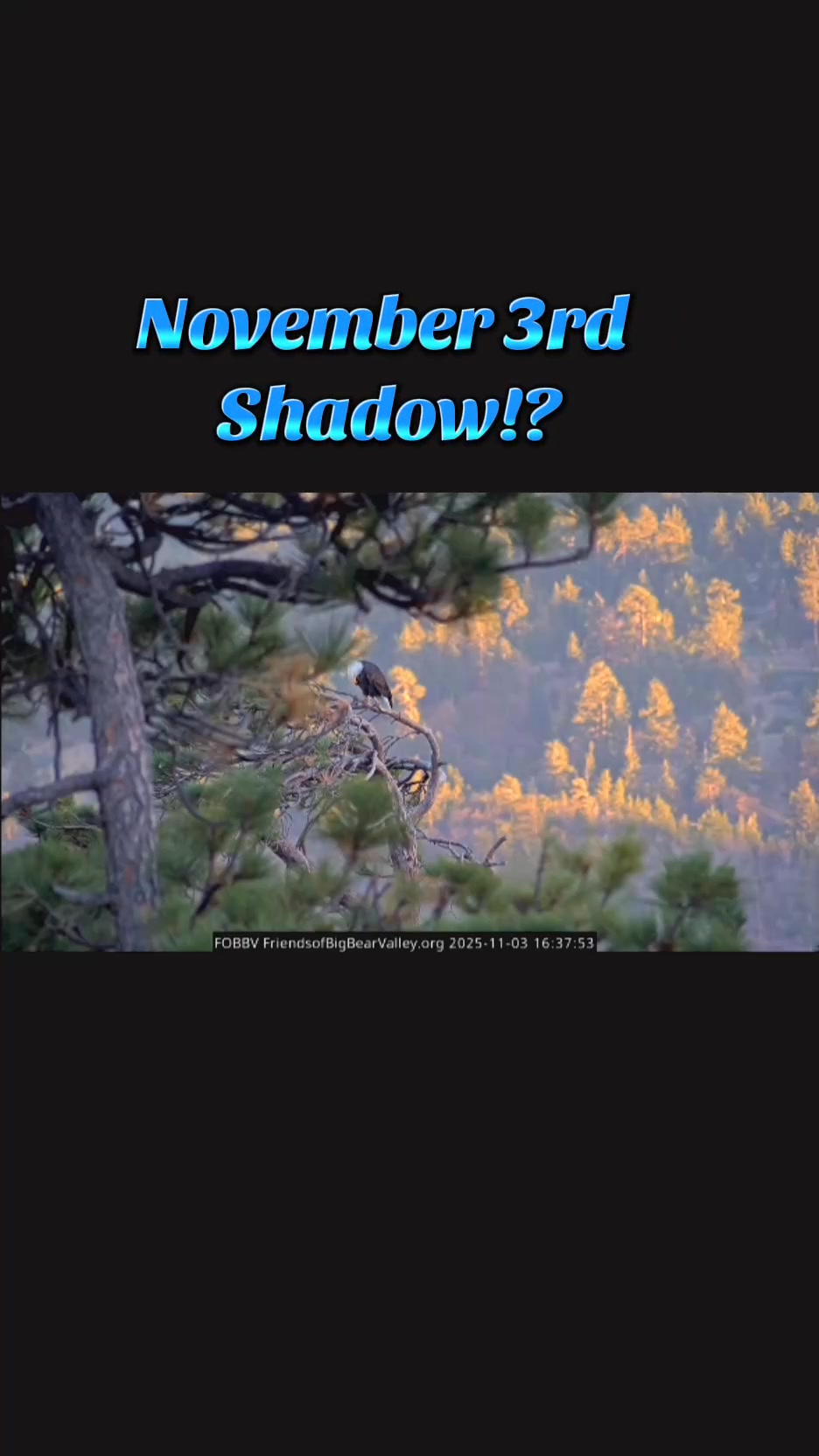 🖤🦅🖤 #jackieandshadow #fobbv #livecam #eaglenest #Nesting #baldeagle ...