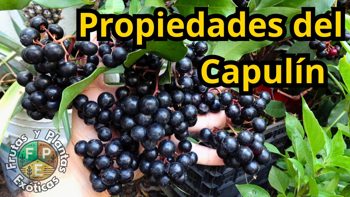 Conoce los beneficios del capulín fruta de Ardisia compressa conocidos ...