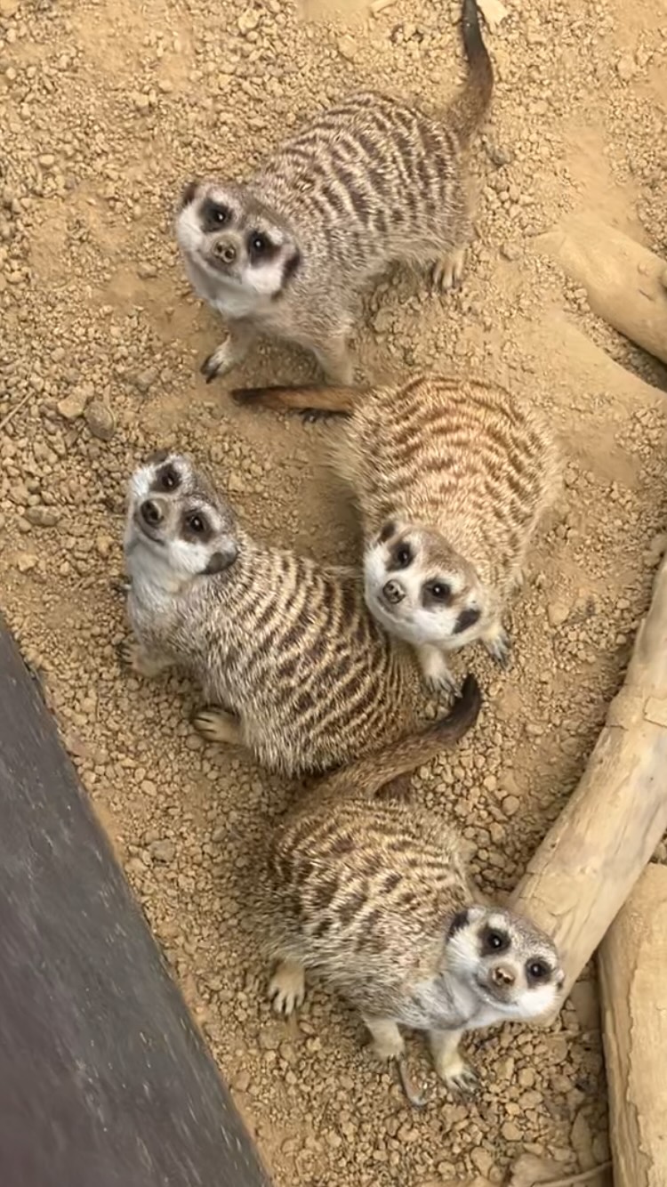 穴をほりほりミーアキャット】 ミーアキャットの高速穴ほり！ 一生懸命