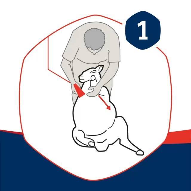 In case you missed it, here is our step by step guide to shearing ...
