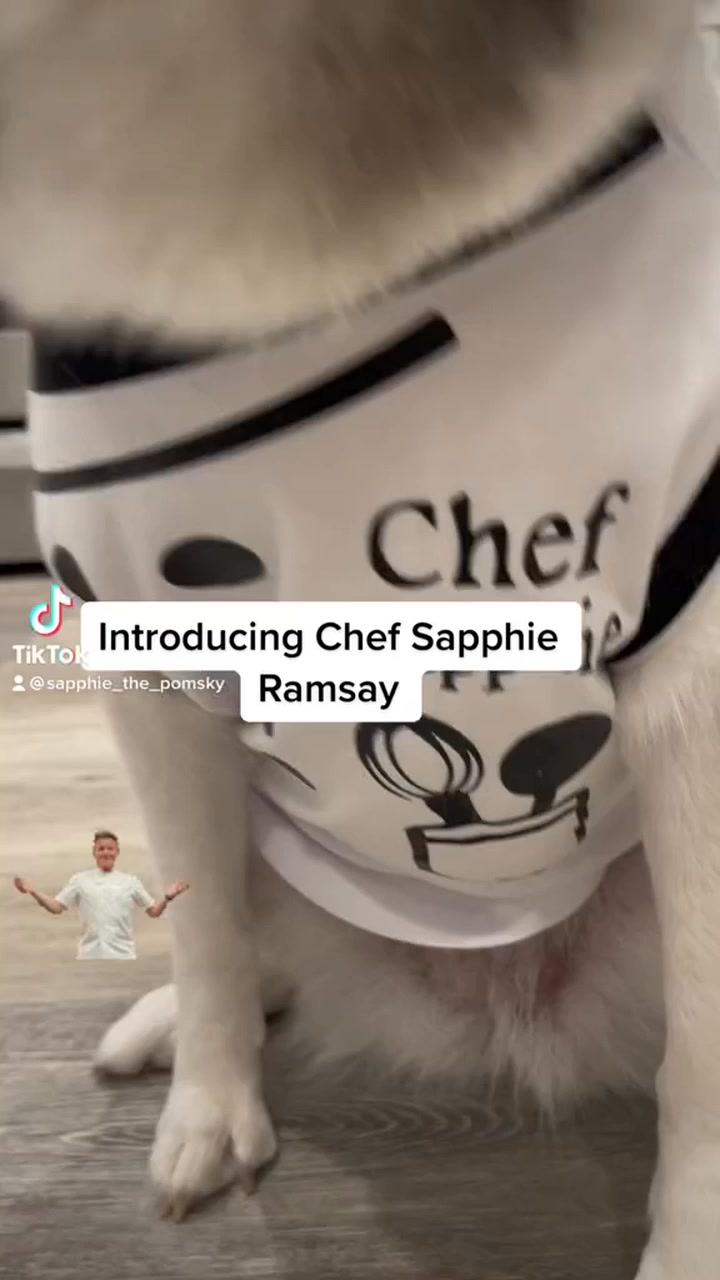 Halloween edition Introducing Chef Sapphie Ramsay 🐶 #smartdog #funnydog ...