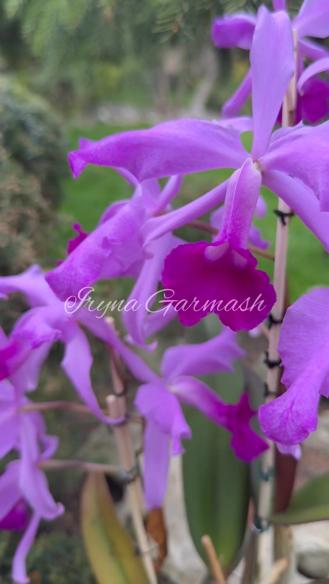 Cattleya lawrenceana flammea 'N1' x lawrenceana flammea 'N 2'(AWZ)