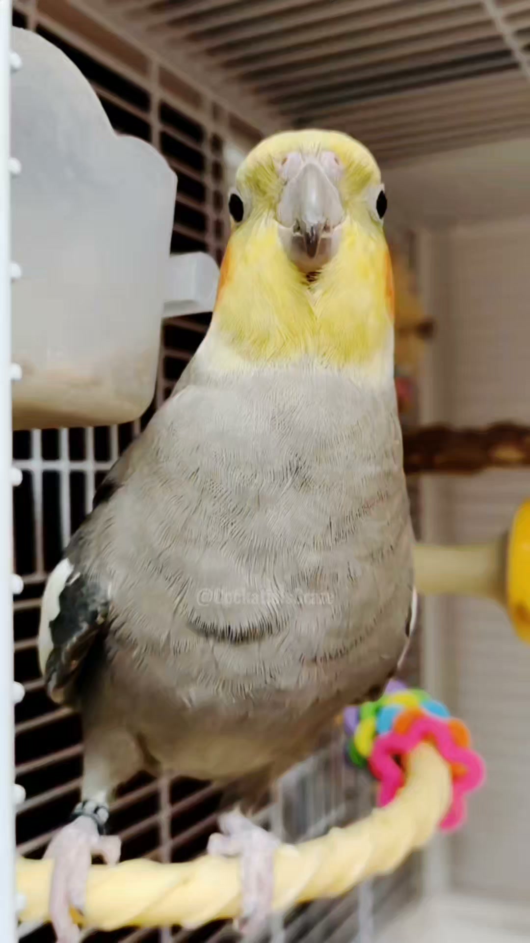 Cherry the Cockatiel Whistles 'September' 🎶 This Will Melt Your
