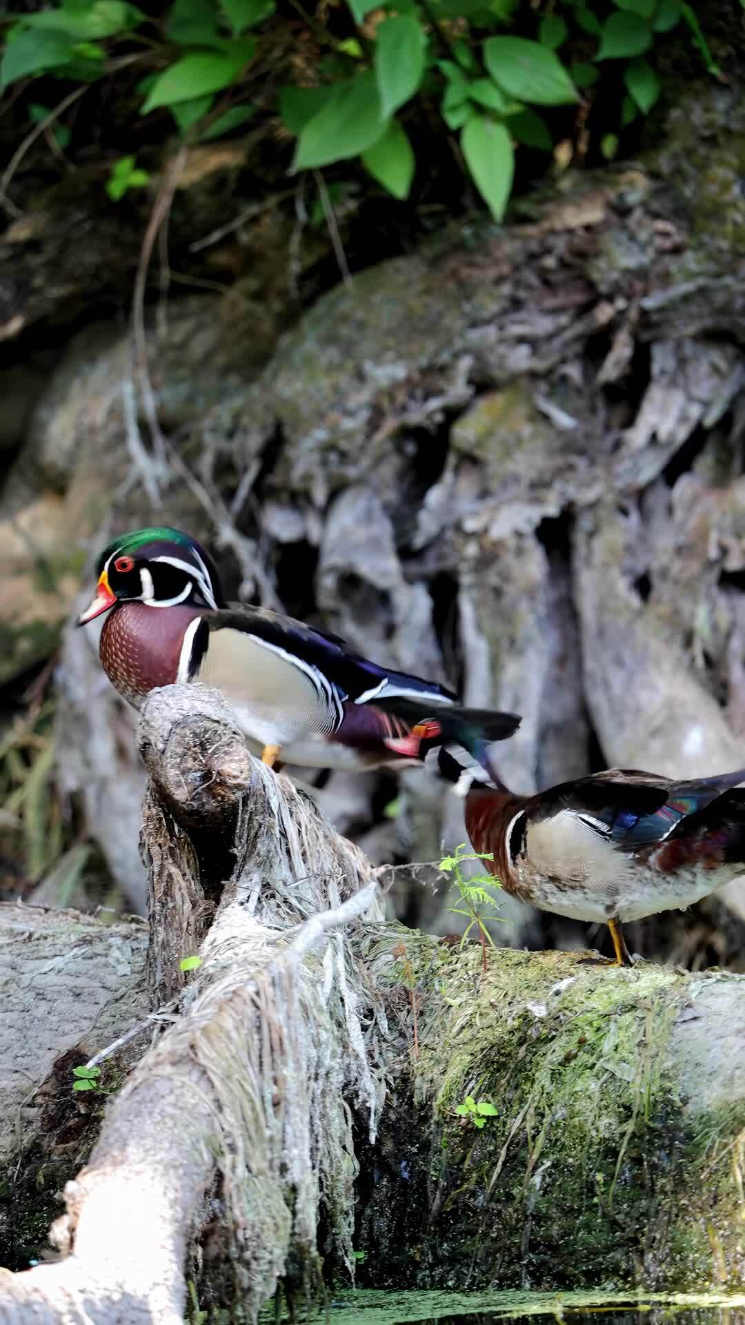 Move it! 🤣 Here we see the extremely effective communication skills of ...