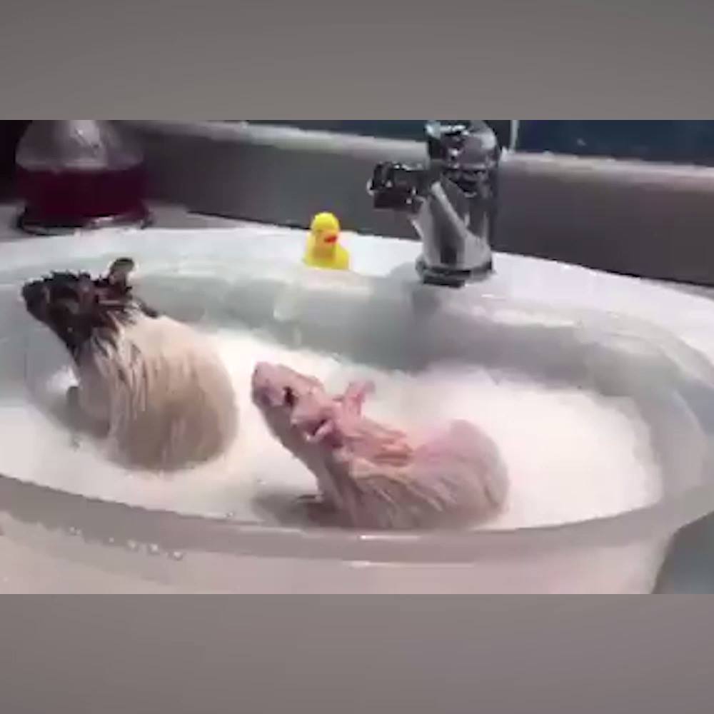 Nothing to see here ... Just two rats having a bath 😂😂 | LADbible ...