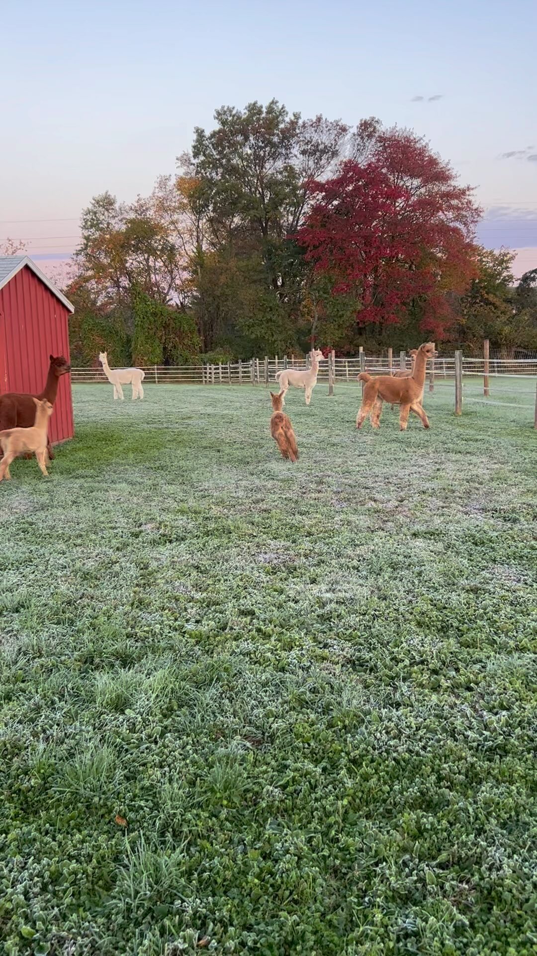 Hidden Spring Lavender & Alpacas on Reels