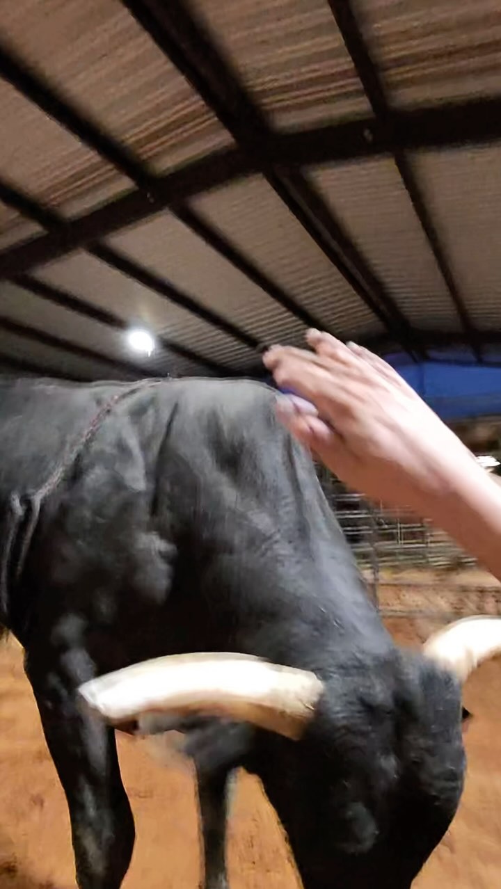 Going back to the basics of love 🎼🐙 4M Bucking Bulls 🫡 #bullriding # ...