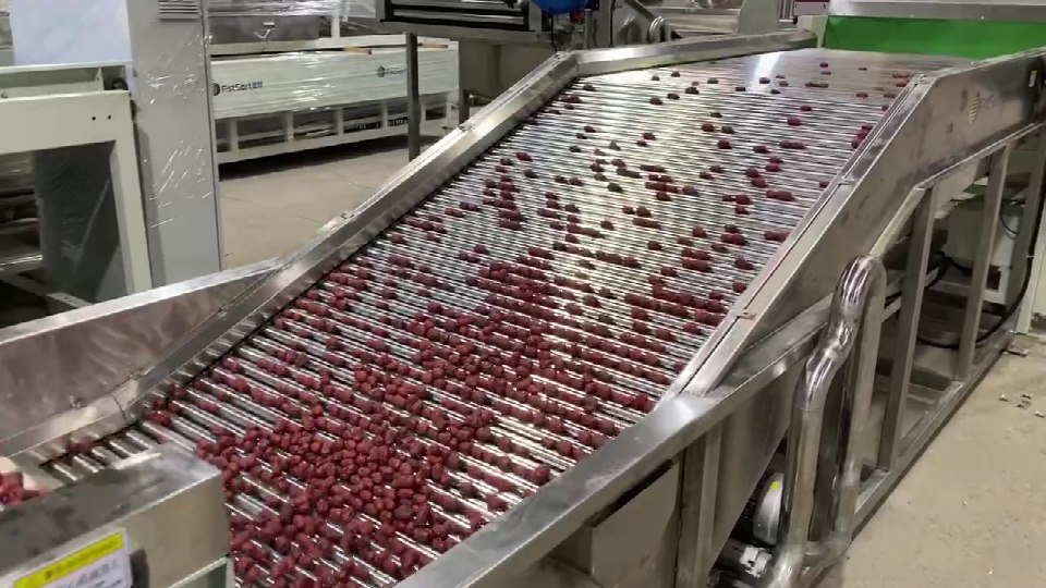 Dates washing drying grading machine