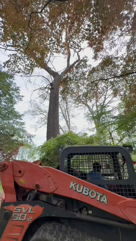 The Best Tree Service | Maryland City MD