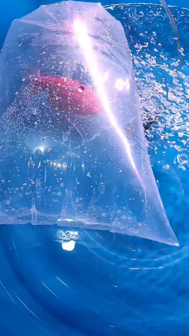 Unboxing Ikan Mas Koki Baru 😁😁😁 . #ceritaikanhias #hobby #aquarium # ...