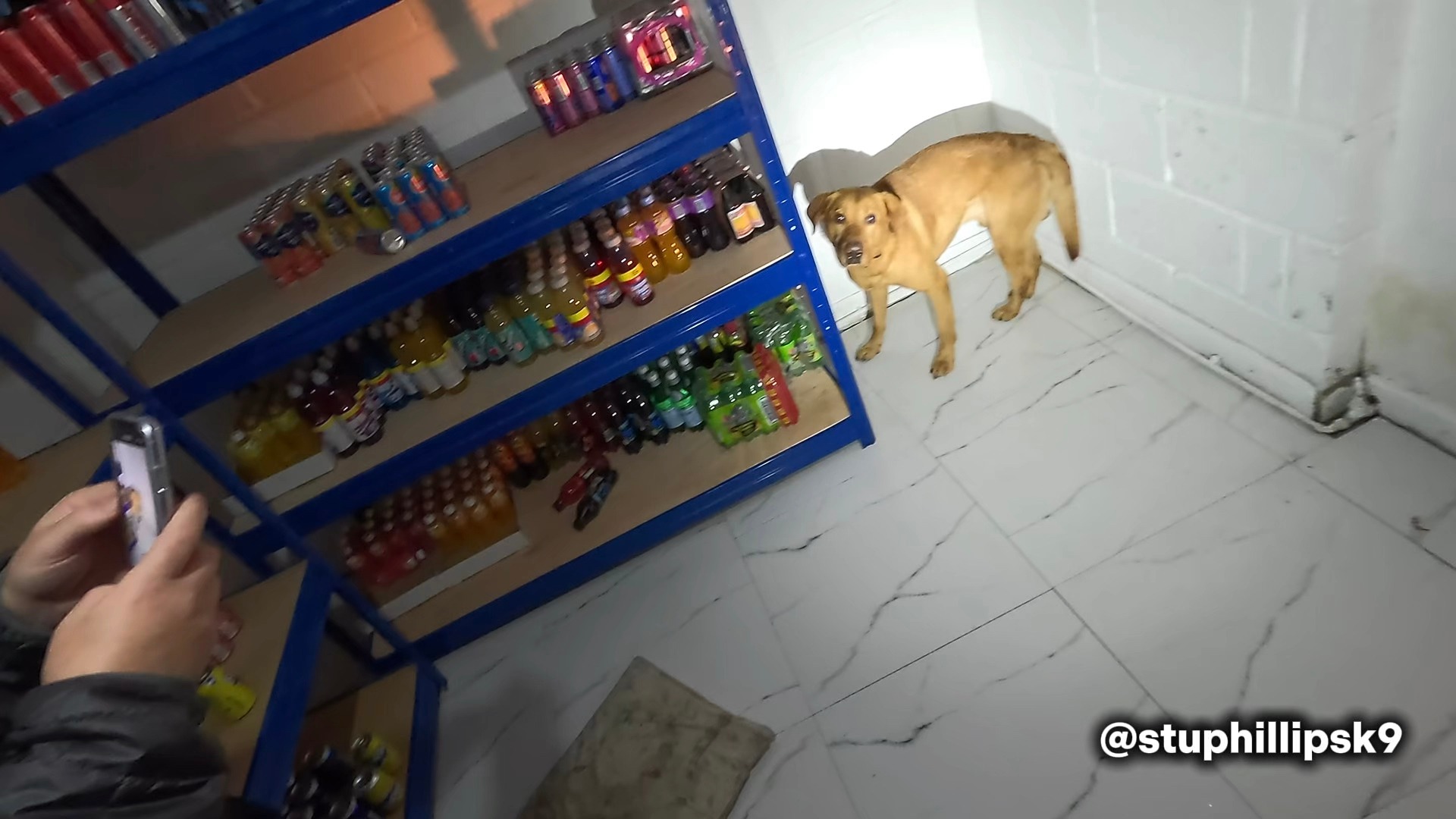 tobacco detection dogs Do I reward residual odour? Yes — absolutely. And here’s why., In this  video, tobacco detection dog Cooper gives a clear, committed indication on  the floor of a shop storeroom. I trust exactly what