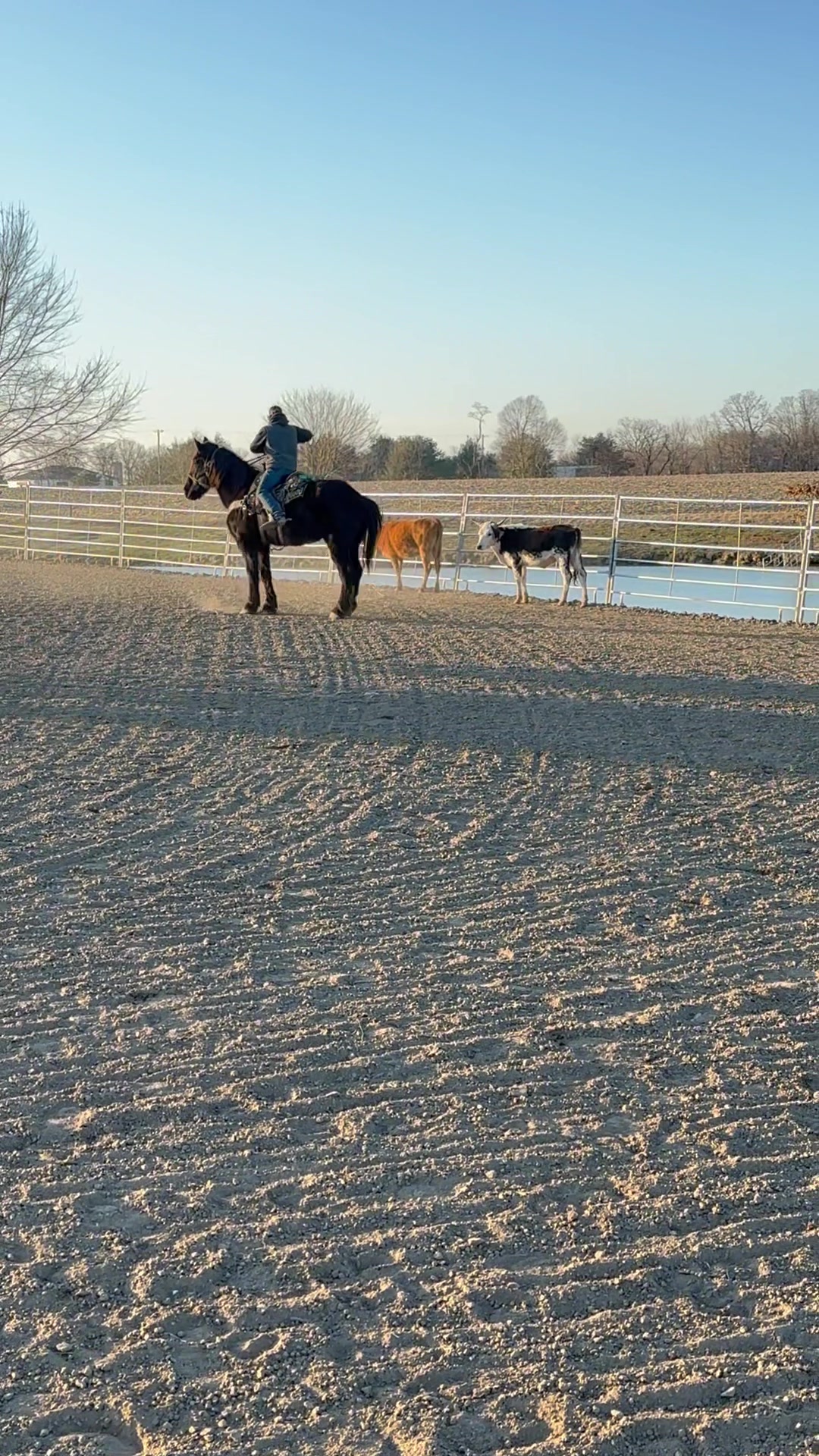 SOLD Offering ♠️SUNNY♠️ 8yo Halflinger gelding 13.3hh. Rides, drives ...