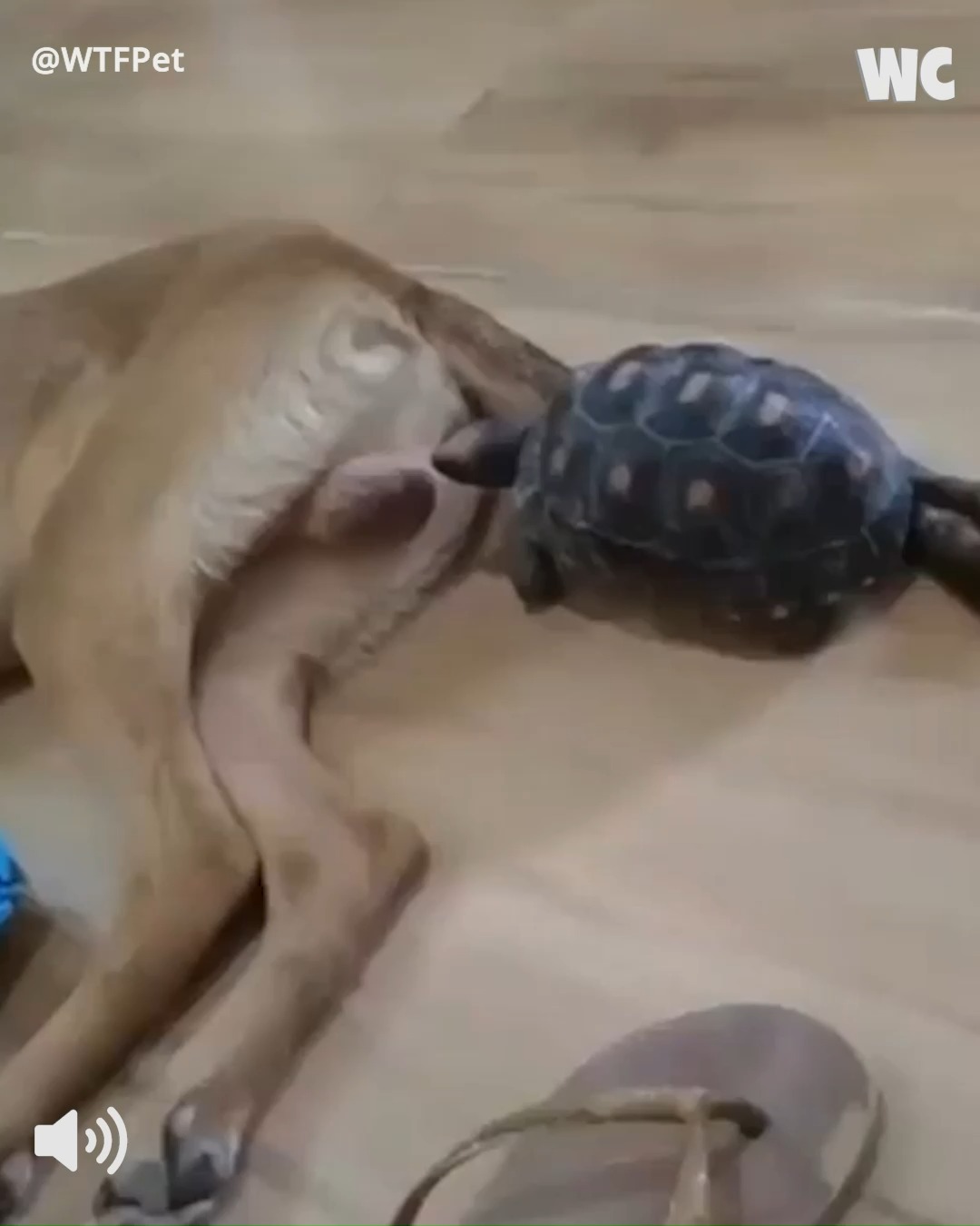 Hilarious Turtle Comedy Extravaganza! 🐢🐢 | Watercooler | Facebook