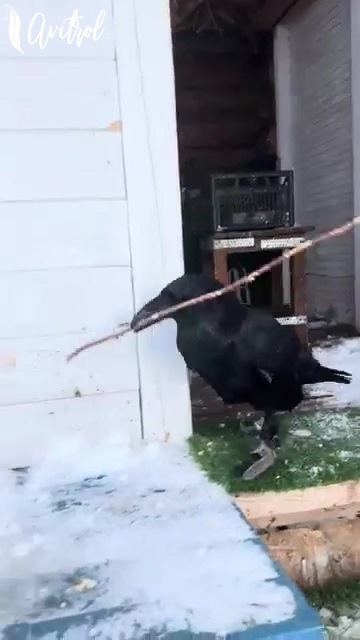 Ravens are some of the smartest birds on the planet, and their problem ...