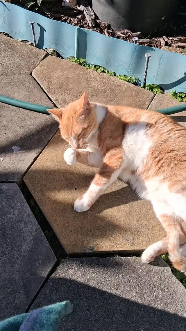 Meet Felix, my dapper stray kitty! 🐾💖 Look at him effortlessly grooming ...