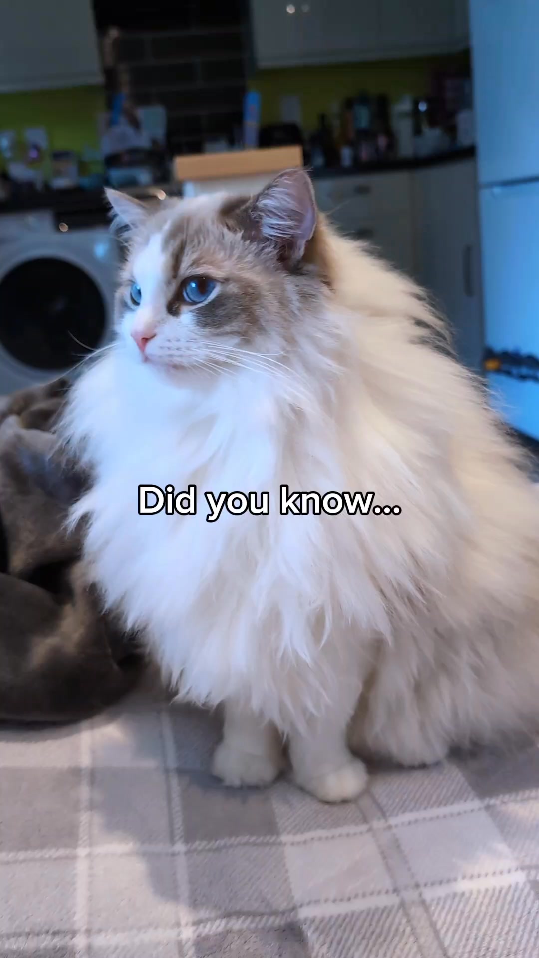 But my fur would get so dirty 😿 and who would give me belly rubs?? 😭 # ...