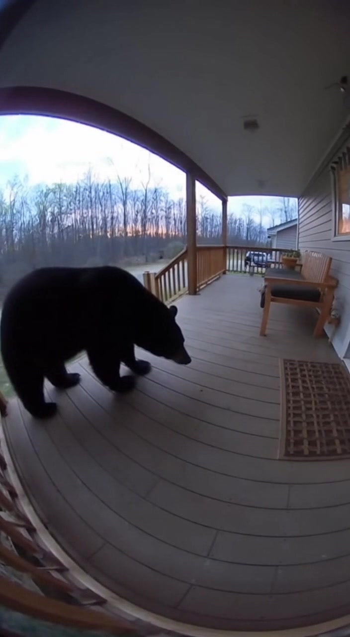 A curious bear visits a front porch and meets an unexpected defender—a ...