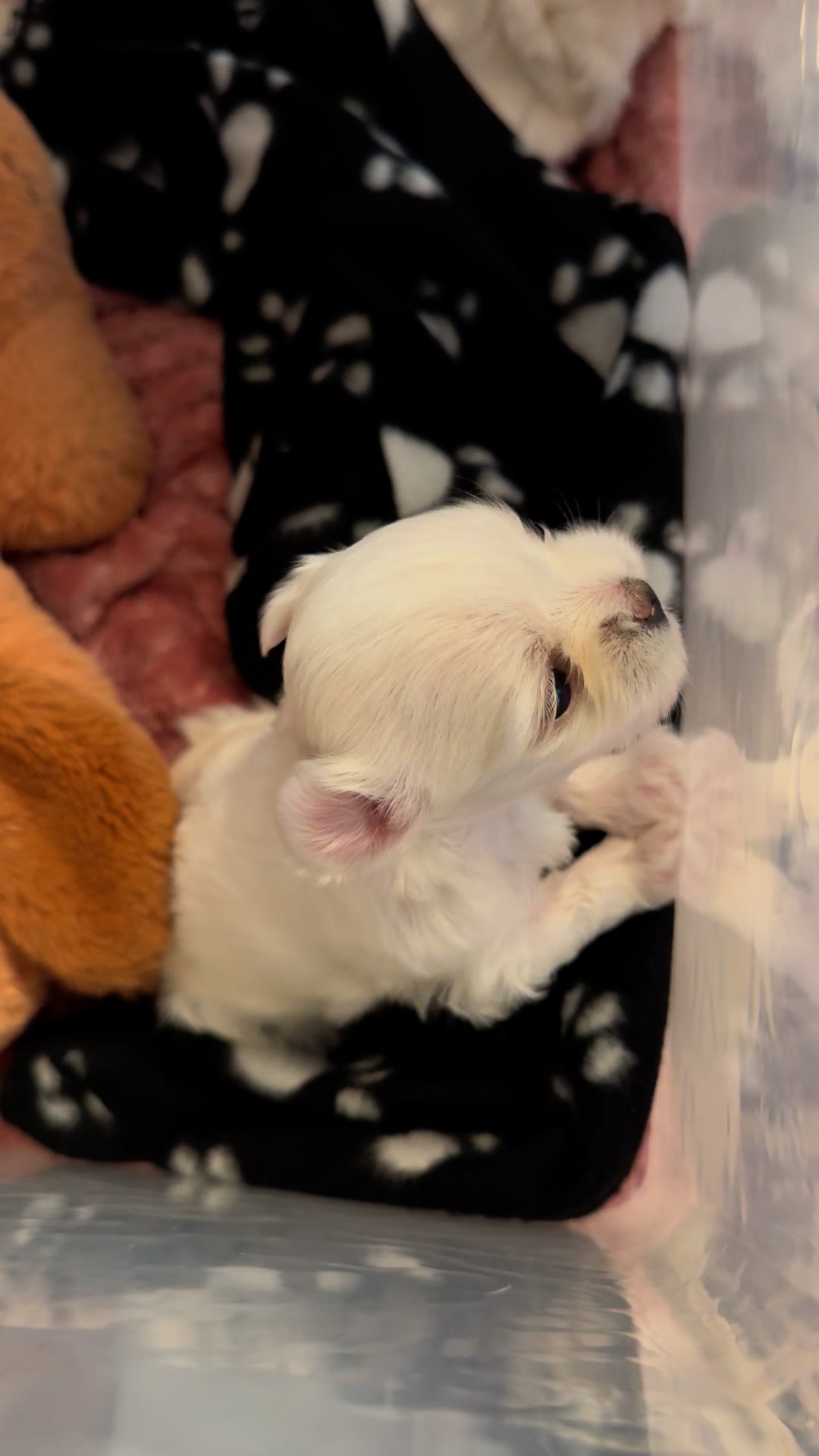 Lambchop pupdate!! We found our voice! She’s doing awesome! 14.3oz ...